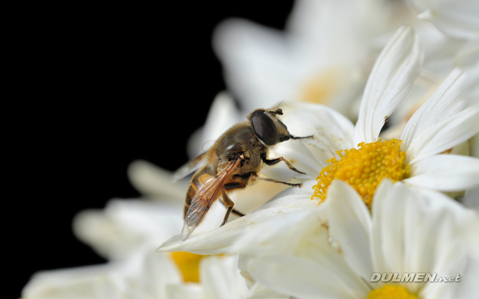 Dronefly (Female, Eristalix tenax )